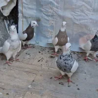 طوقی فروشی|پرنده|بافق, |دیوار