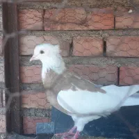 کبوتر فروشی