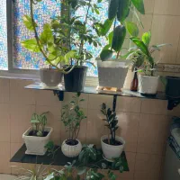 استند شیشه ای