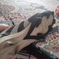 استوک فوتبال تمیز،کم استفاده وباضمانت|کیف، کفش، کمربند|اندیشه, اندیشه فاز ۵|دیوار