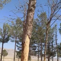 چوب کاج خشک|عمدهفروشی|تربتحیدریه, پائین ولایت|دیوار