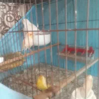 قناری نرماده آماده|پرنده|پارس‌آباد, |دیوار