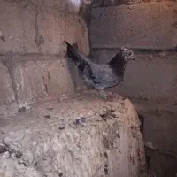 کبوتر فروشی|پرنده|مهاباد (آذربایجان غربی), |دیوار