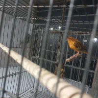 قناری معاوضه و فروش