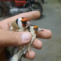 سره وقناری تعداد.