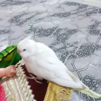 گمشده عروس هلندی