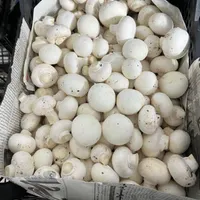 کارگر قارچین