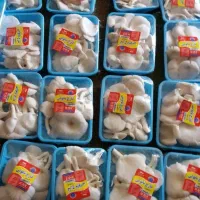 قارچ صدفی ارگانیک