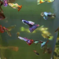ماهی گوپی همه رنگ و نژاد درهم پک های ویژه