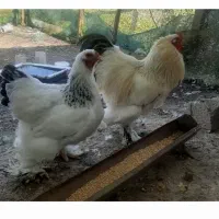 مرغ و خروس امپراطور