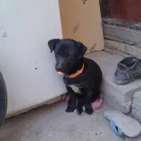 سگ پاکوتاه نر|سگ|سبزوار, ایزی شهر|دیوار