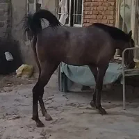 مادیان کورد مدارک دار