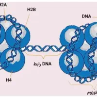 تدریس ریاضی و زیست