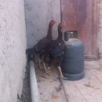 ل ا ر ی لاری  جوجه خروس لاری|حیوانات مزرعه|زاهدان, |دیوار