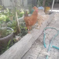 یه جفت خروس و مرغ نیمچه برهما کاکولی ۶ ماهه