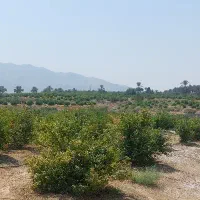 باغ نخل و مرکبات داخل شهر جهرم با قیمت مناسب|فروش دفتر صنعتی، کشاورزی، تجاری|جهرم, |دیوار