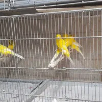 قناری رسمی|پرنده|یزد, |دیوار