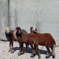 گوسفند ۳ راس توقلی ماده زیر قوچ با اصالت