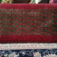 گلاب|گل و گیاه طبیعی|بجنورد, |دیوار