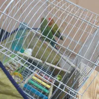 طوطی کوتوله|پرنده|بندرعباس, |دیوار