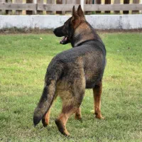 ژرمن شپرد سیبل