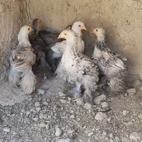 جوجه مرغ خروس