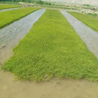 برنج