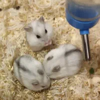 همستر چشم مشکی بامزه