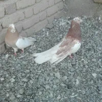 کبوتر ابلق تخت دم و نقابی