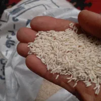 فروش فوری برنج|عمده‌فروشی|گیلوان, |دیوار