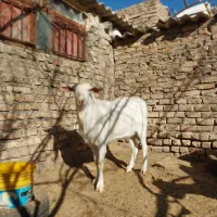 چبش چاق و ۲ بزغاله نر چاق|حیوانات مزرعه|قائن, |دیوار