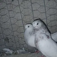 کبوتر کله نوک ریز