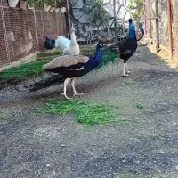 طاووس|پرنده|بابل, |دیوار