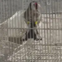 سهره مست  جوجه امسال