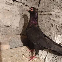 نر کلاغ سیستان گردن کلفت|پرنده|بردسیر, |دیوار