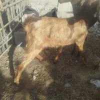 بز گیسه|حیوانات مزرعه|جیرفت, |دیوار