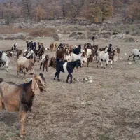 تعدای بز دو رگ