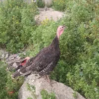 بوقلمون جوان برنز امریکایی