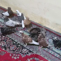 کفتر برا پرودن|پرنده|خرمشهر, |دیوار