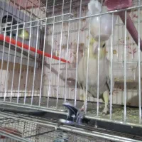 عروس هلندی|پرنده|تبریز, |دیوار