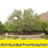 باغ گردو و سیب