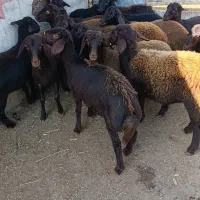 15راس توقلی ماده پای قوچ|حیوانات مزرعه|سیمین شهر, |دیوار