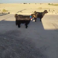 بز و بره
