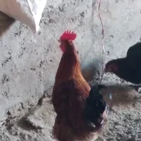 فقط معاوضه بامرغ یافریک|حیوانات مزرعه|محمدیه-قزوین, |دیوار