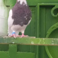 کبوتر طوقی|پرنده|آبپخش, |دیوار