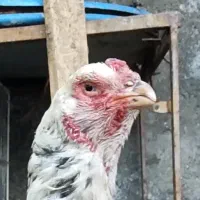 مرغ لاری اصیل