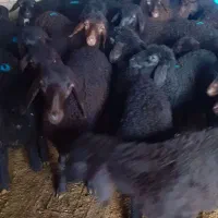 فروش بره قزل