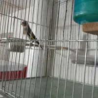 سهره نریک ساله دهن باغی