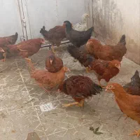 نیمچه مرغ محلی