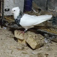 طوقی شادگان|پرنده|شادگان, |دیوار